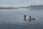 Vol. 3 | Canvasbacks on Open Water Vyntage