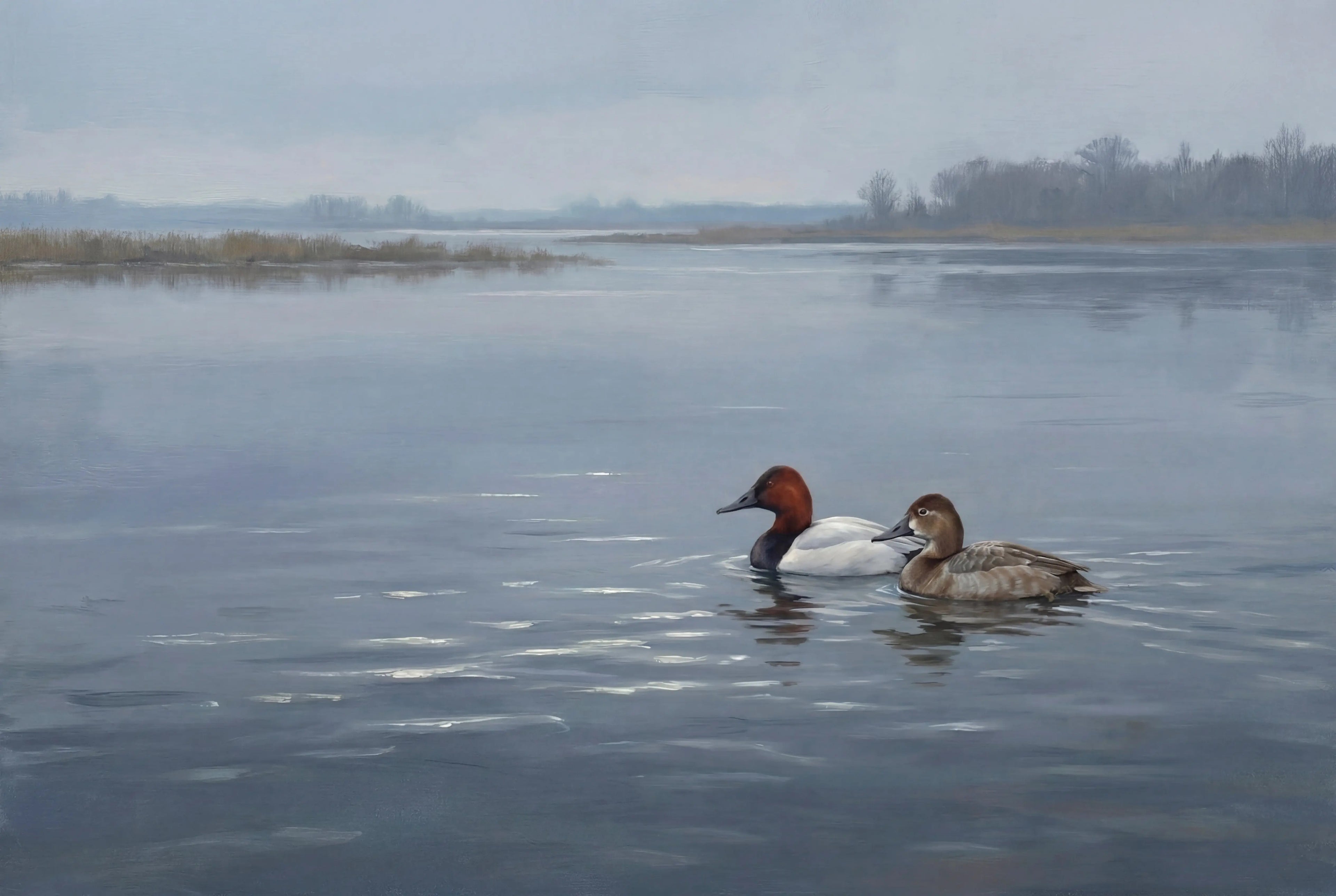 Vol. 3 | Canvasbacks on Open Water Vyntage